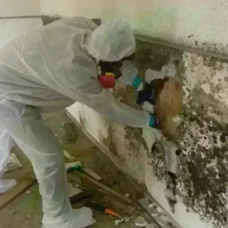 Mold Remediation and Removal in Fishersville, VA